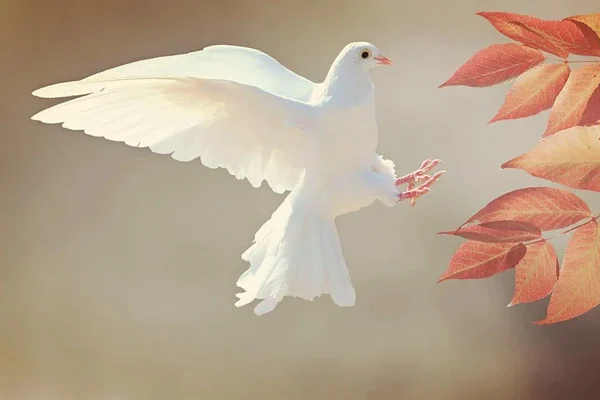find Godly peace with our guide to discovering peace in Jesus Christ